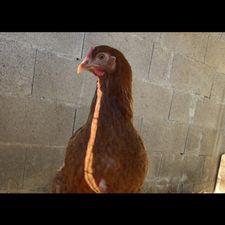 Profile image of Agri88