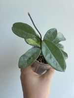 Hoya Nova Ghost