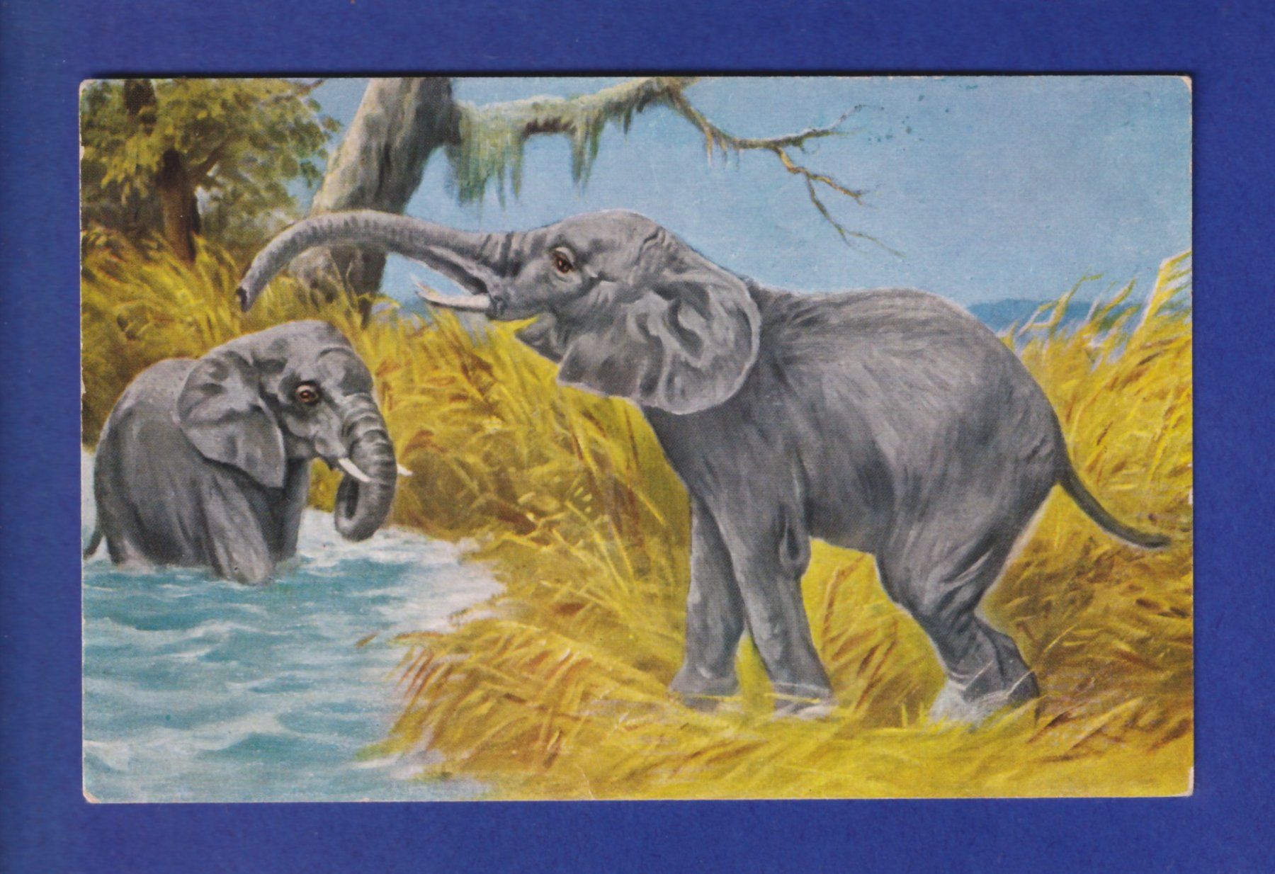 Cartoline postali: ELEPHANT // voir dos // – Usato da Pully venduto da nicecards-shop