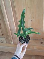 Alocasia Sabrina