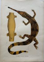 Lithographie C.J. Temminck 1839, Krokodil, RAR!!