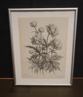 Original Zeichnung-Europäische Trollblume MA379