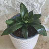 Sansevieria Pflanze im Topf