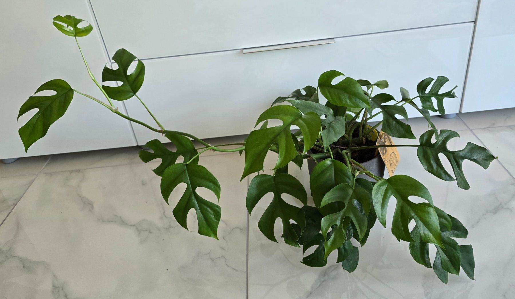 Piante & sementi: Monstera Minima Zimmerpflanze mit Topf – Usato da Aarburg venduto da Glitzerschein 4