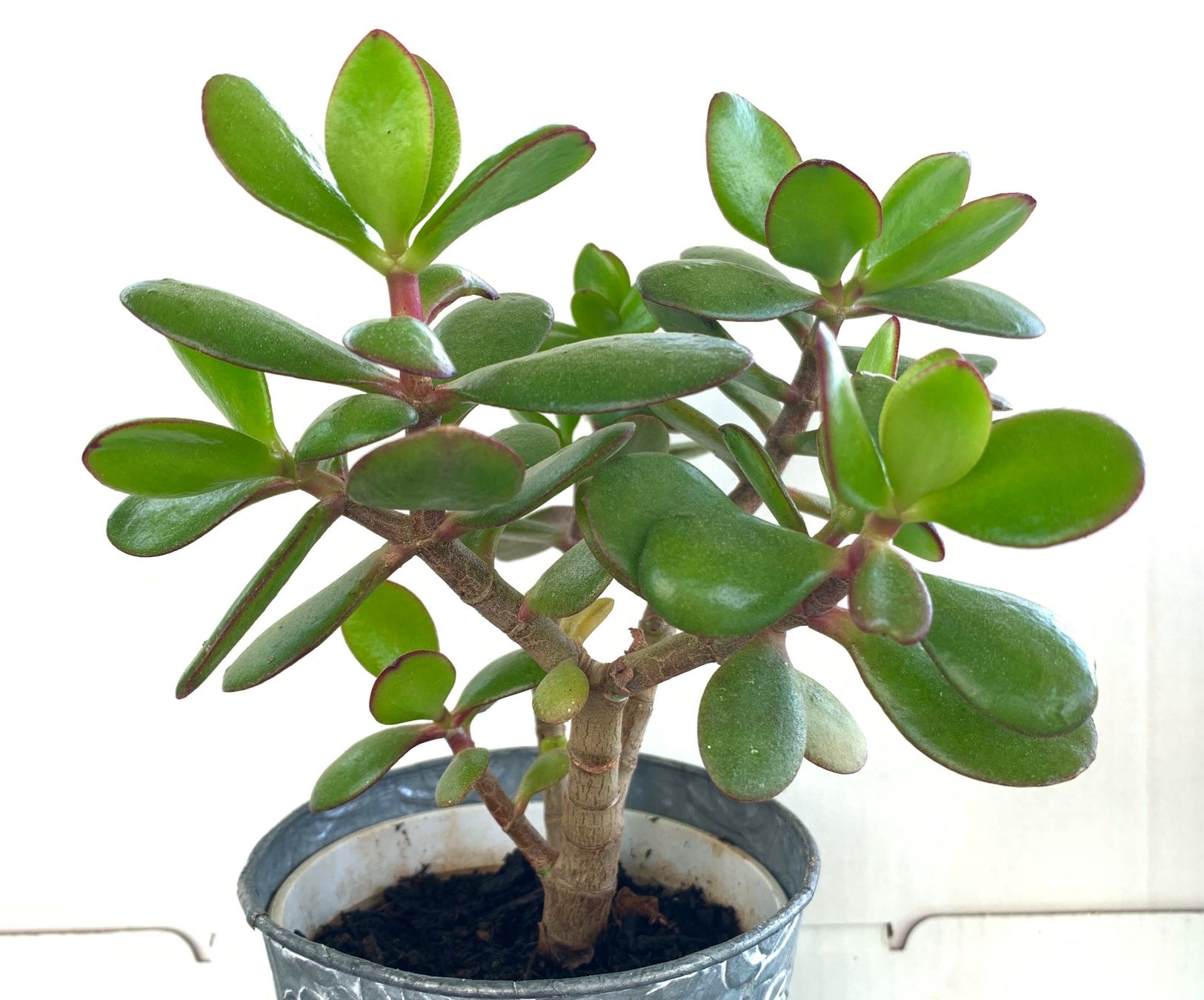 Piante & sementi: Geldbaum Crassula ovata Pfennigbaum 19 cm – Nuovo (secondo la descrizione) da Auenstein venduto da mar_8mxd 2