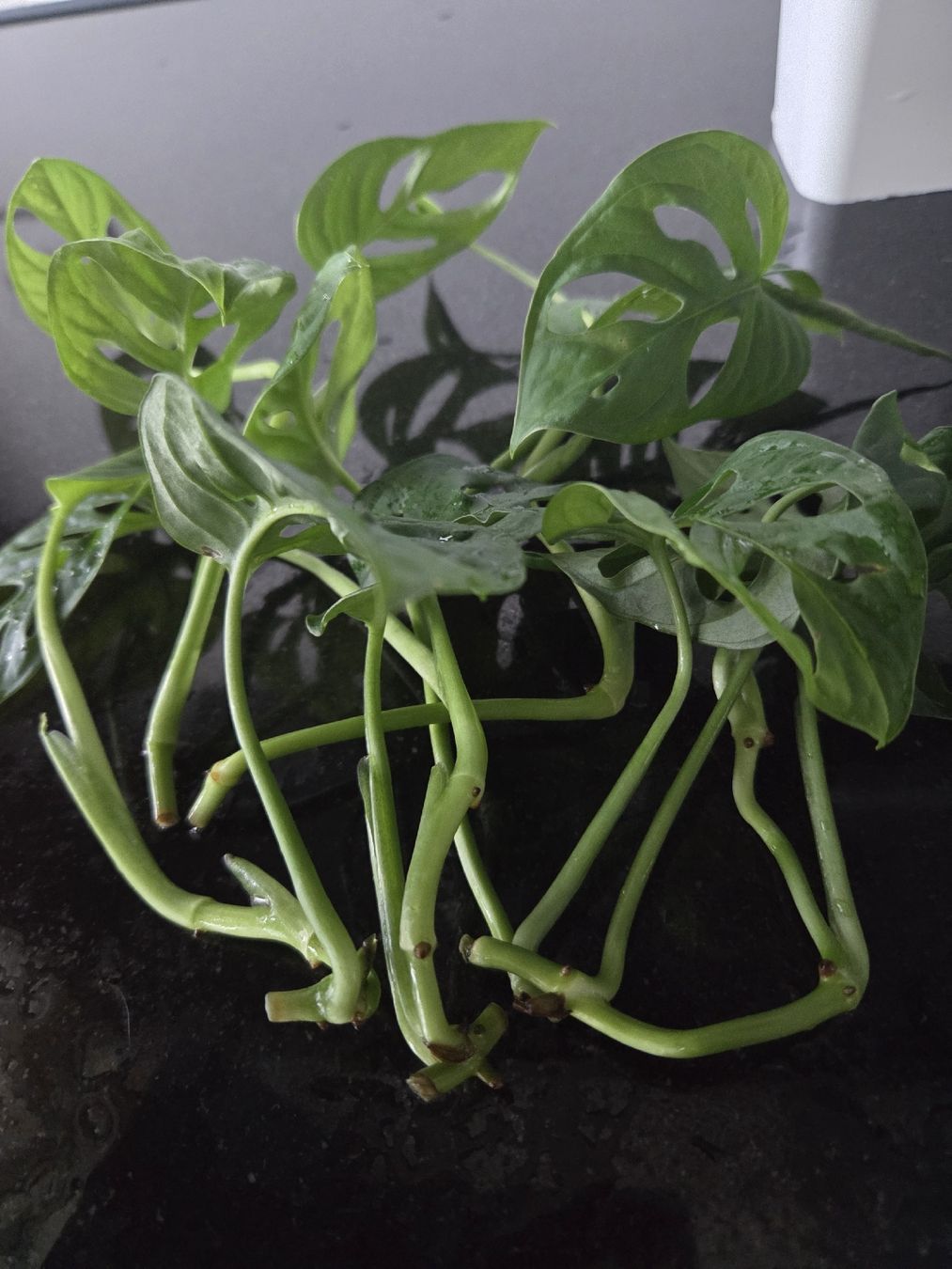 Pflanzen & Samen: Monstera Adansonii Ableger – Neu (gemäss Beschreibung) aus Frauenfeld von Schenken-mit-Herz 2