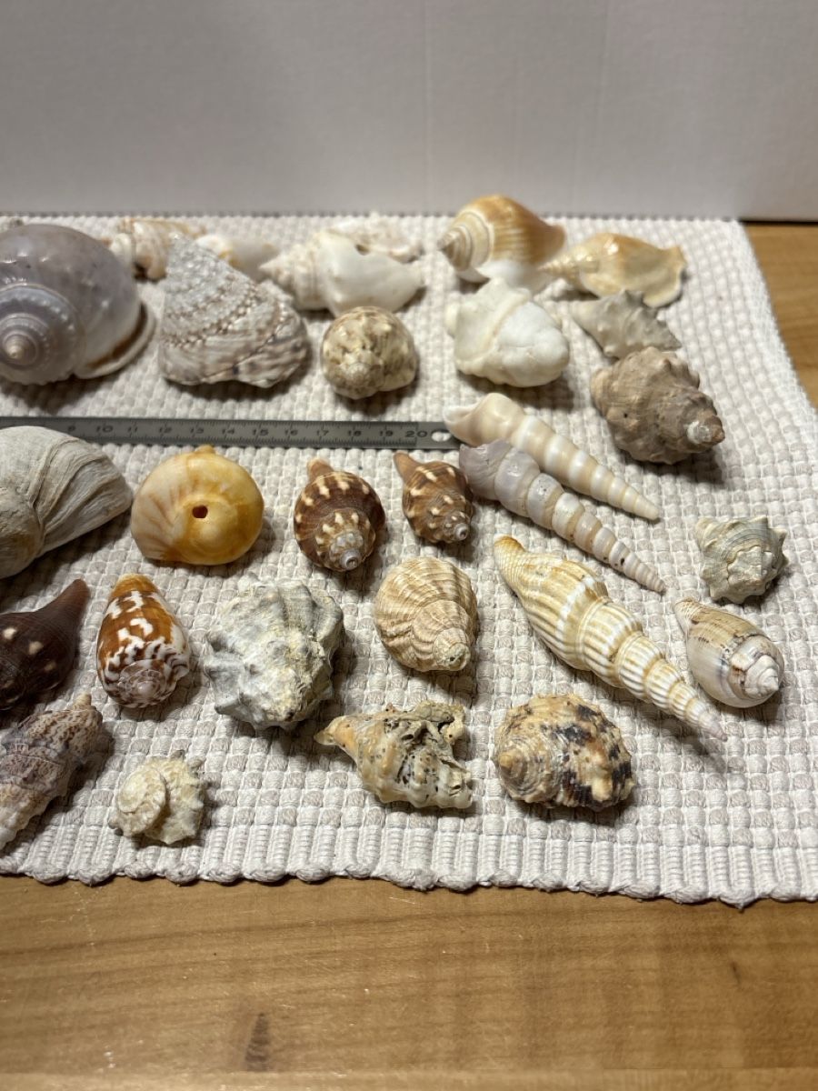 Tutte le decorazioni: Muschel Sammlung – Usato da Rümlang venduto da resale35 3