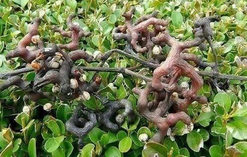 Piante & sementi: Hovenia dulcis "Raisinier de Chine"  10g – Nuovo (secondo la descrizione) da Bremblens venduto da FIBONACCI369 2