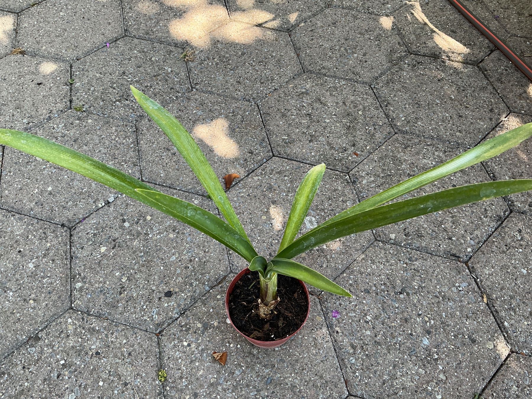 Pflanzen & Samen: Agapanthus Black Magic – Gebraucht aus seon von Agnom 3