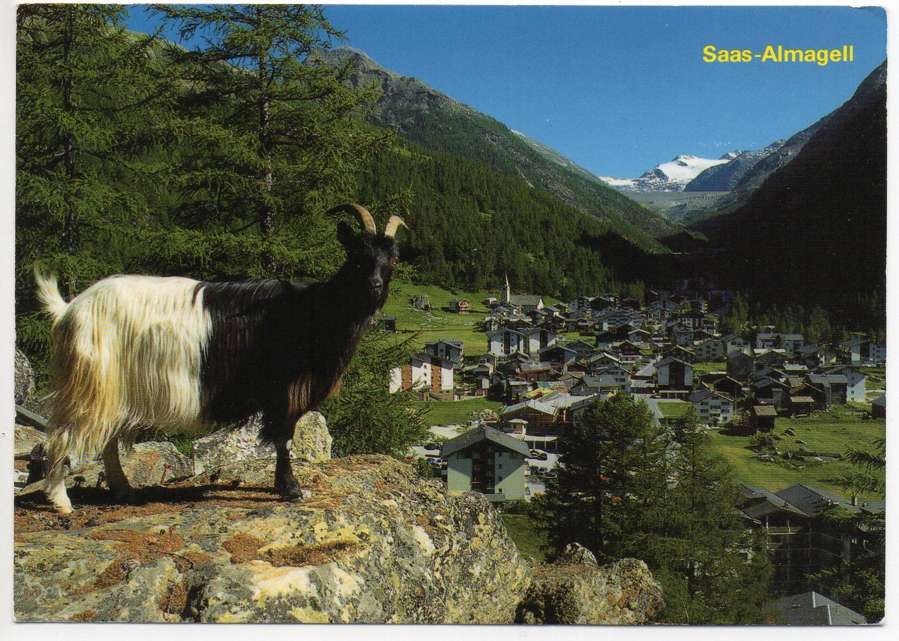 Cartoline postali: SAAS ALMAGELL Ziege – Usato da Jona venduto da philajona