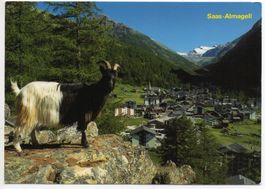 SAAS ALMAGELL Ziege