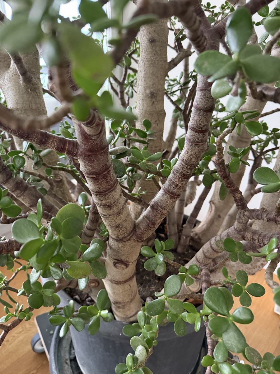 Piante & sementi: 100 jährige Crassula (Glücksbaum/Geldbaum) – Usato da Weggis venduto da agabara77 1