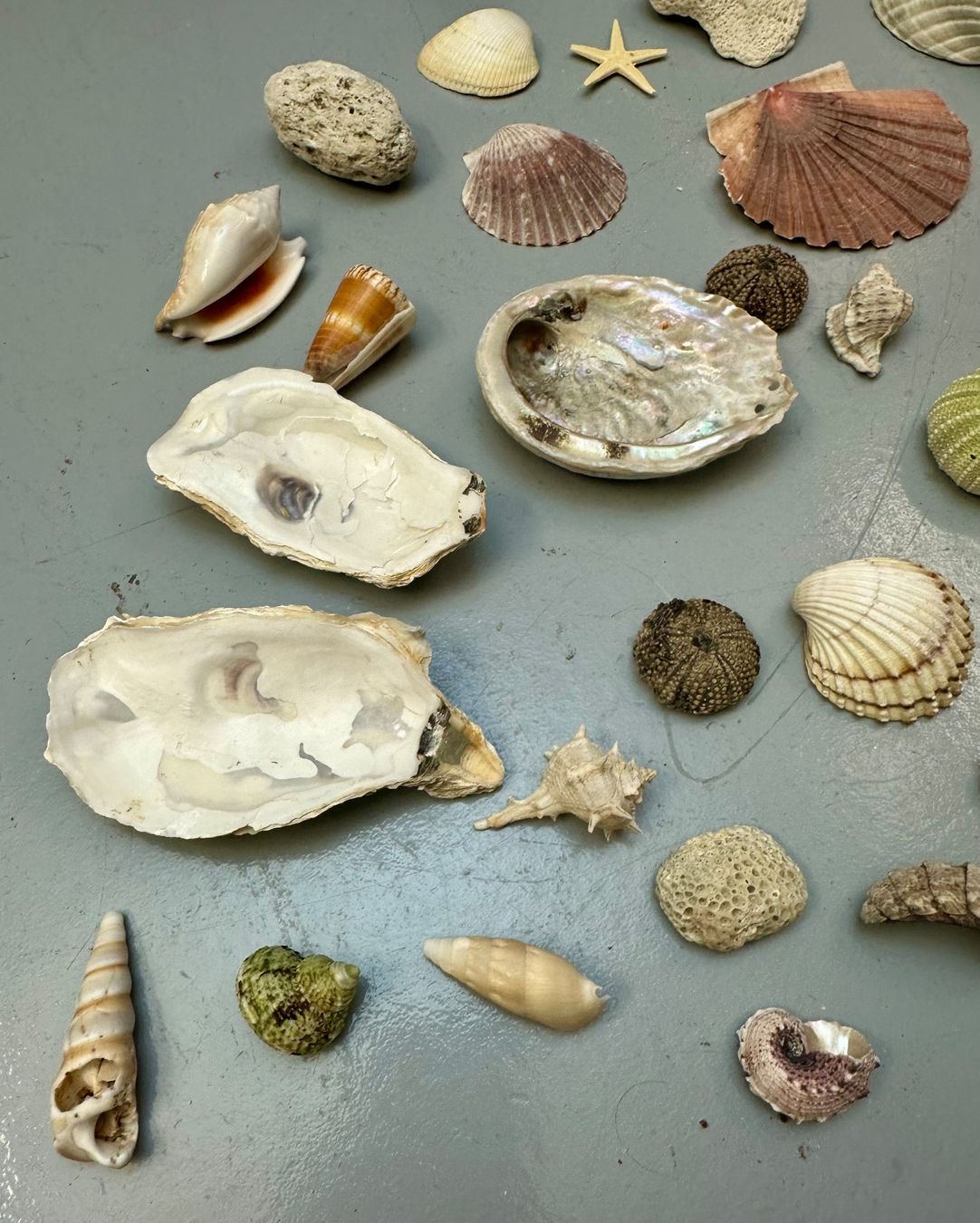 Fossilien: MUSCHELN DIV AB 1.-!!! – Gebraucht aus Zürich von NIKI777 5