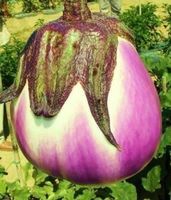 AUBERGINES ! 60 graines (3 variétés)