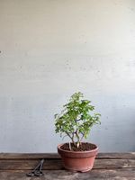 Bonsai. Pfefferbaum, Xantoxylum piperitum. Eigenzucht, 4J