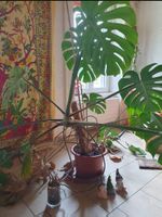 Monstera