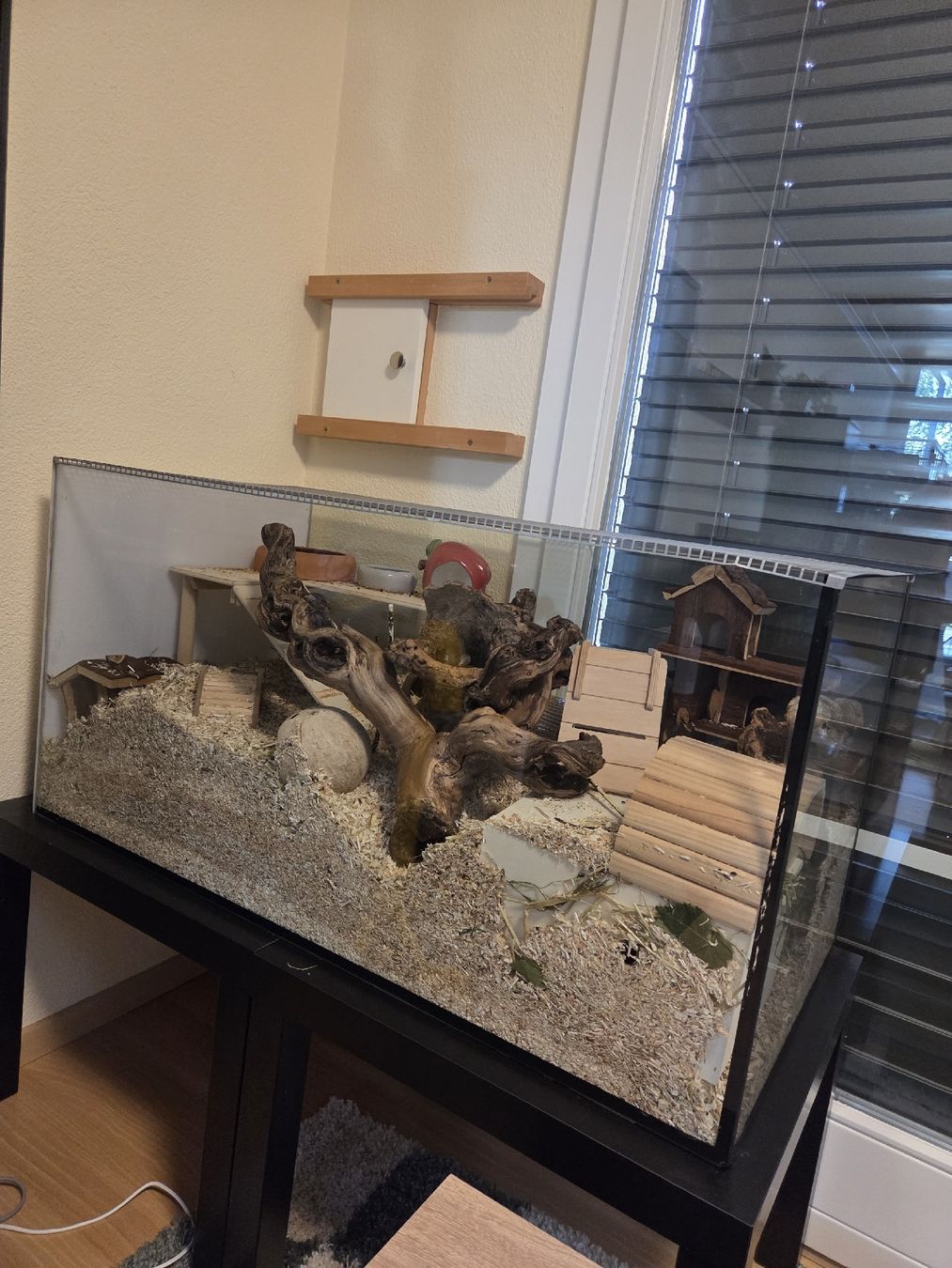 Terrario: Kleintierkäfig / Terrarium – Usato da Uetendorf venduto da mml_9xjd 5