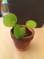 Pilea Peperomioides, Ufopflanze