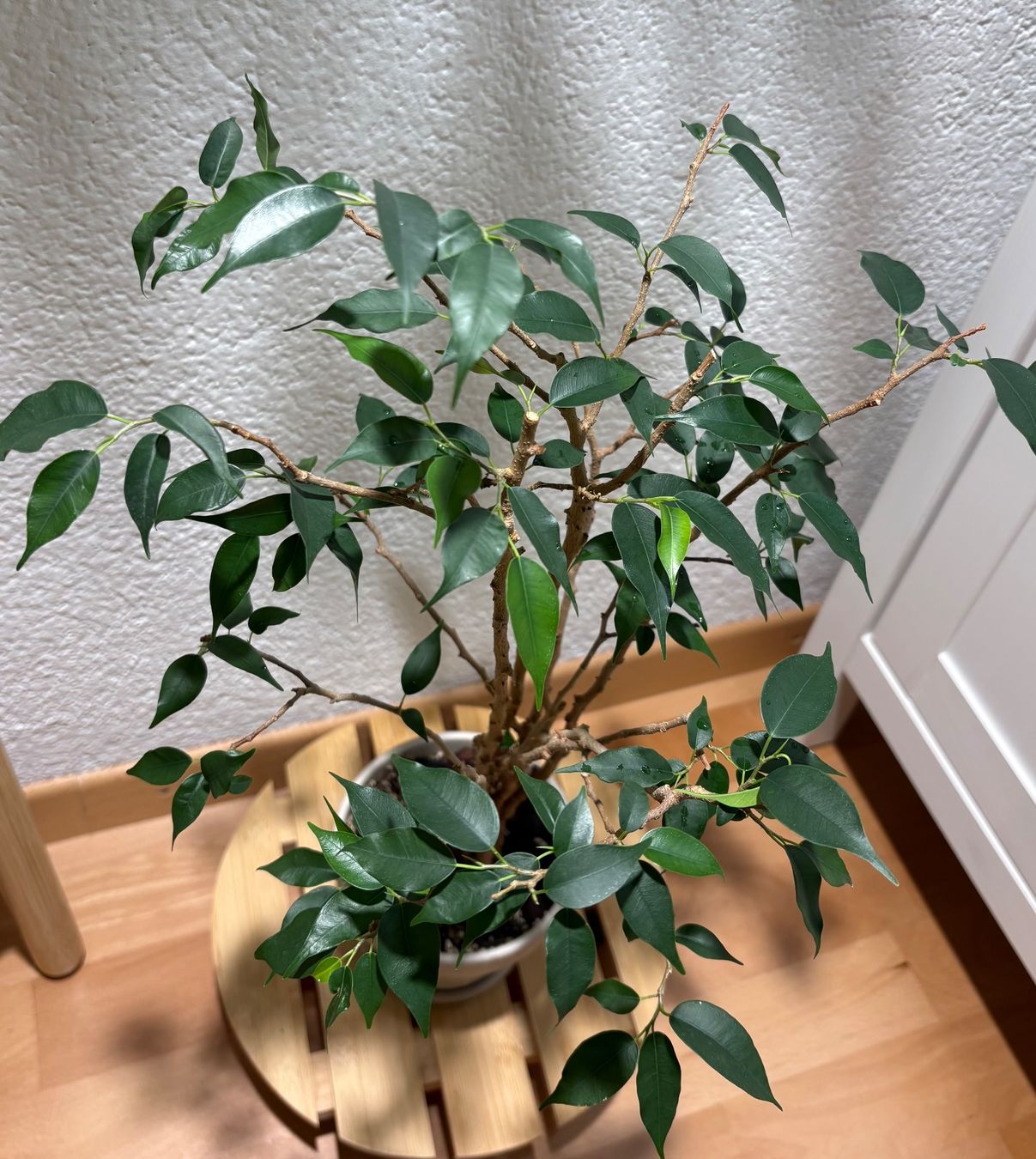 Piante & sementi: Ficus Benjamina – Usato da Bonstetten venduto da sam_jt9j 1