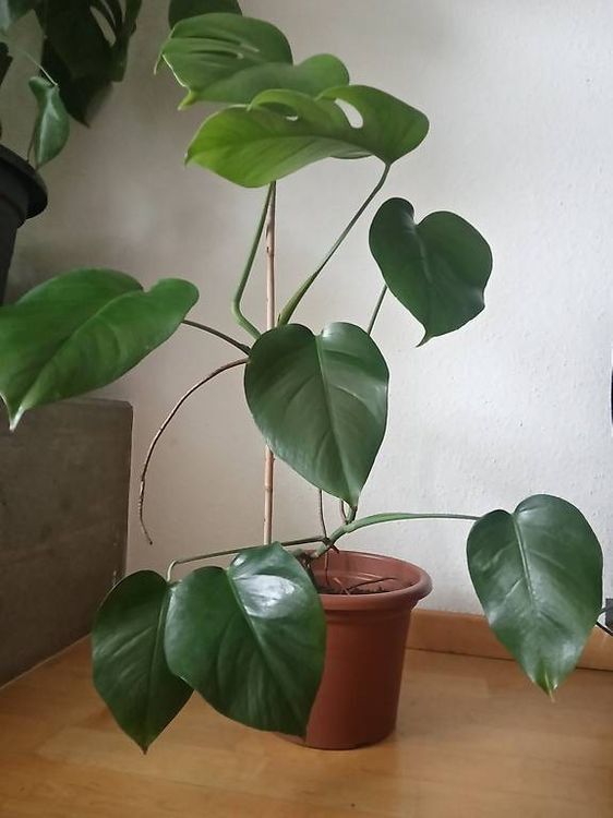 Philodendron monstera kleine Blätter Kaufen auf Ricardo