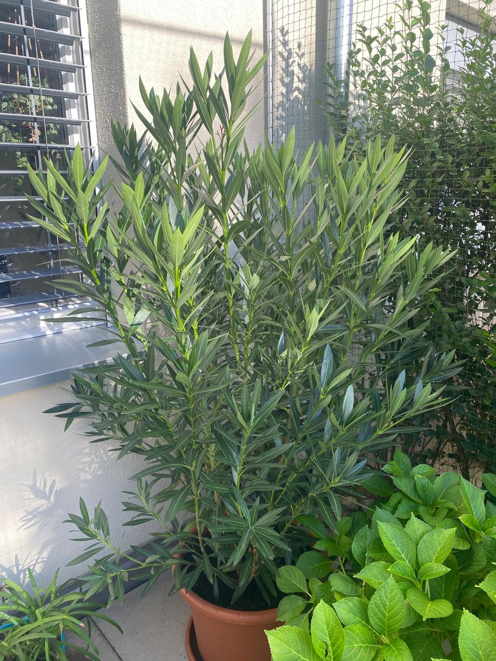 Piante & sementi: Oleander rosa, Höhe 180 cm – Nuovo (secondo la descrizione) da Alchenflüh venduto da smart- 1