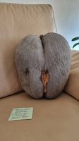 Rare Genuine Coco de Mer with Official Government Permit