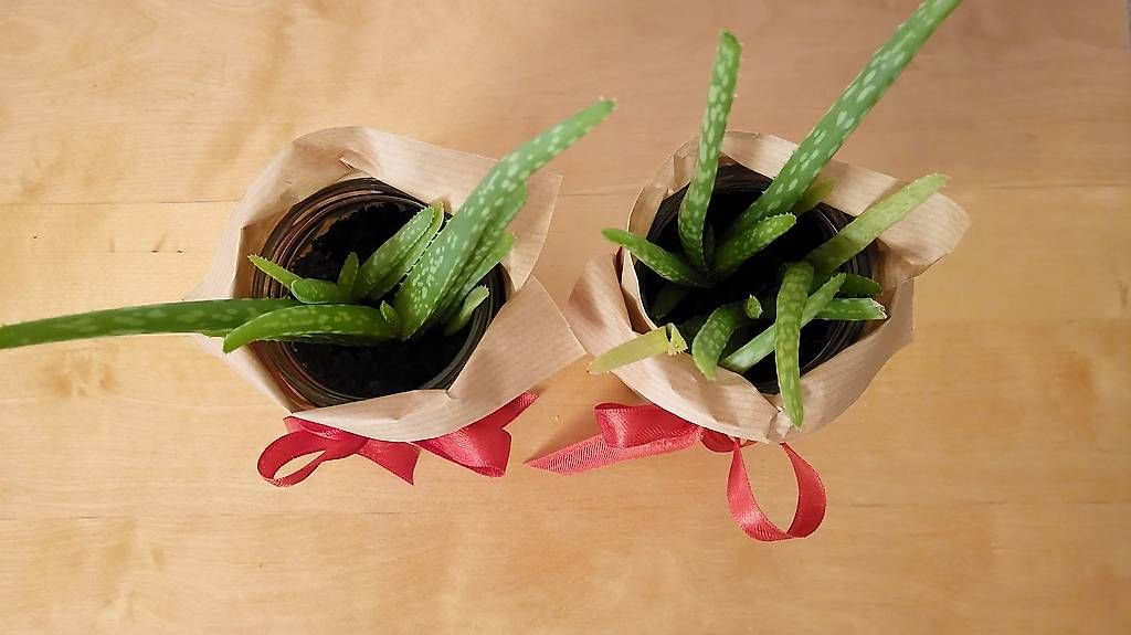 Piante & sementi: 2 x Aloe Vera Pflanze - Höhe ca. 25cm – Usato da Hedingen venduto da Seikai 2