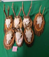 JAGD REH TROPHÄE 7 STÜCK SEHR  Nr 9 SCHÖN