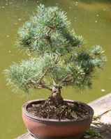 BONSAI  -  Mädchenkiefer
