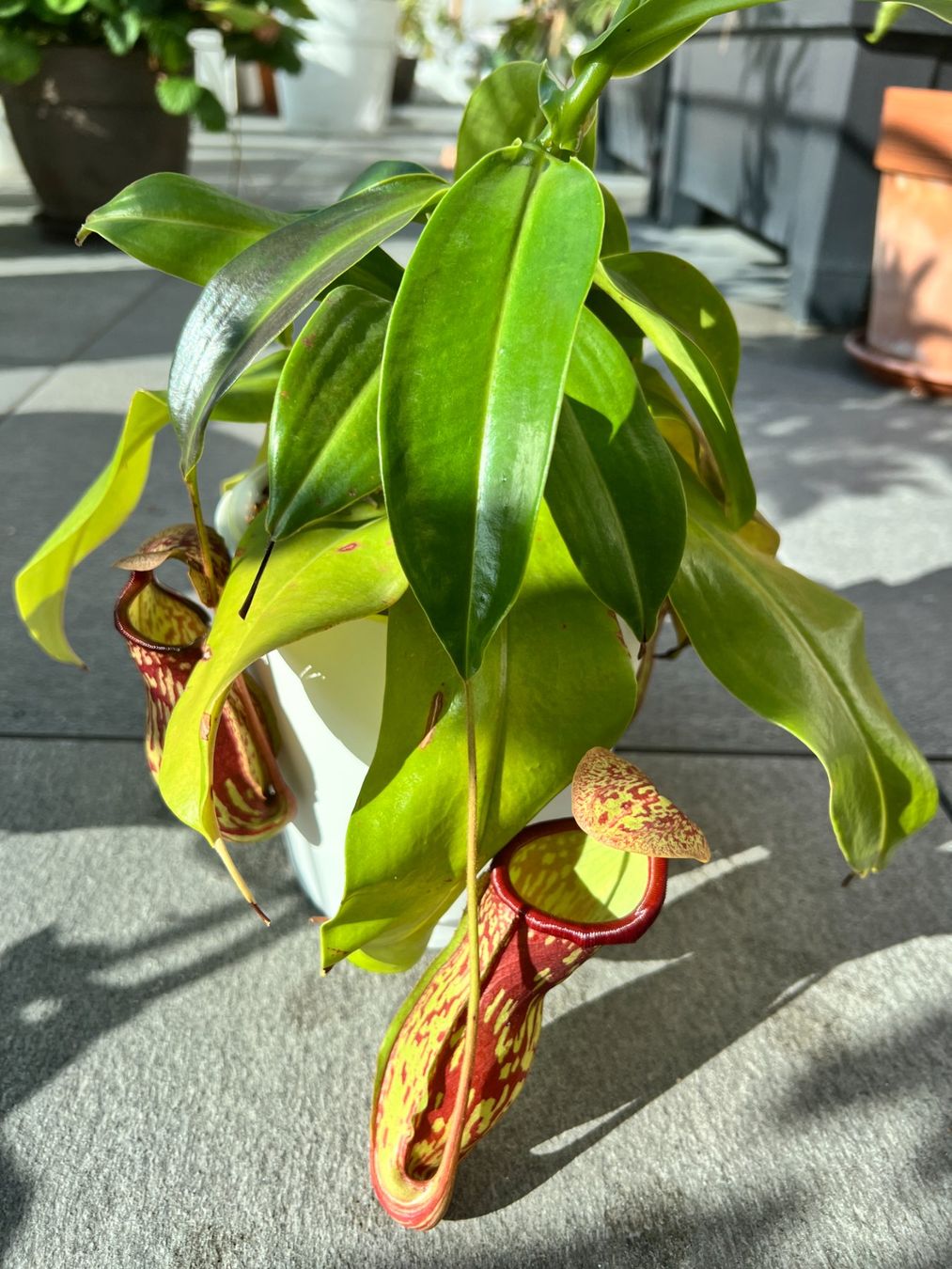 Piante & sementi: Nepenthes Gaya – Usato da Immensee venduto da gan_2ptt