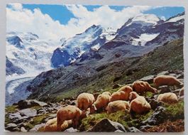 Piz Bernina und Morteratschgletcher