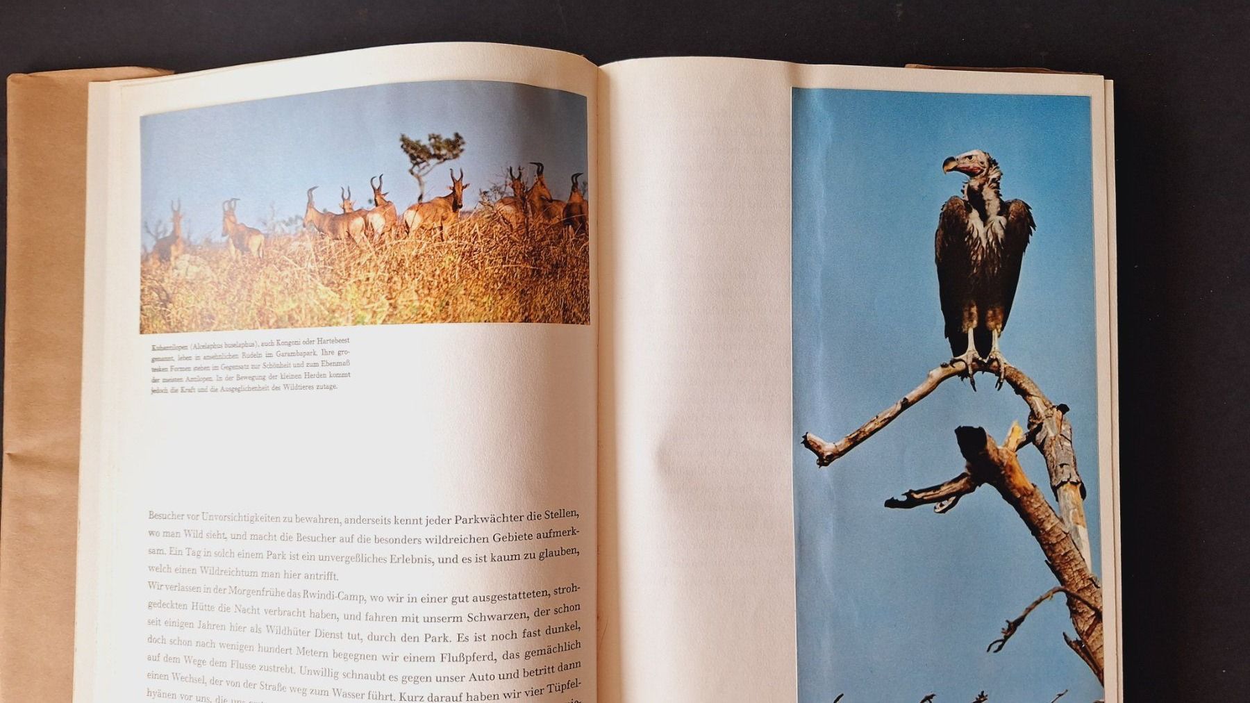 Libri: Wildtiere im Kongo,  Silva Buch – Usato da Zürich venduto da t24_de 3