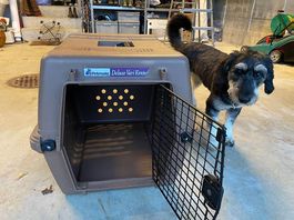 Hundebox