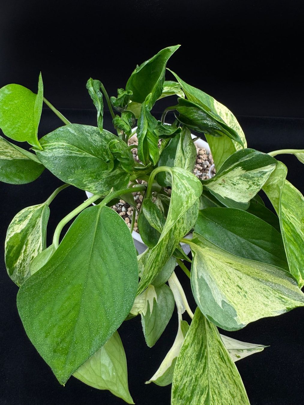 Piante & sementi: Epipremnum aureum, diverse Arten in Semihydro – Nuovo (secondo la descrizione) da Bühler venduto da googelibear 3