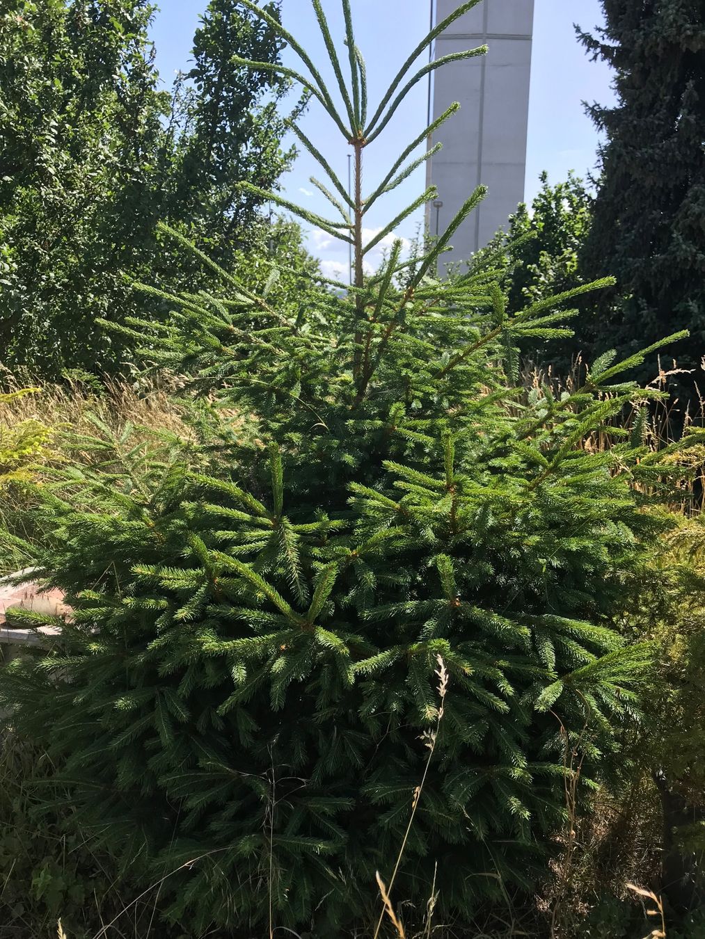 Plantes & graines: Fichte – D'occasion à Dietlikon par estrella-stern