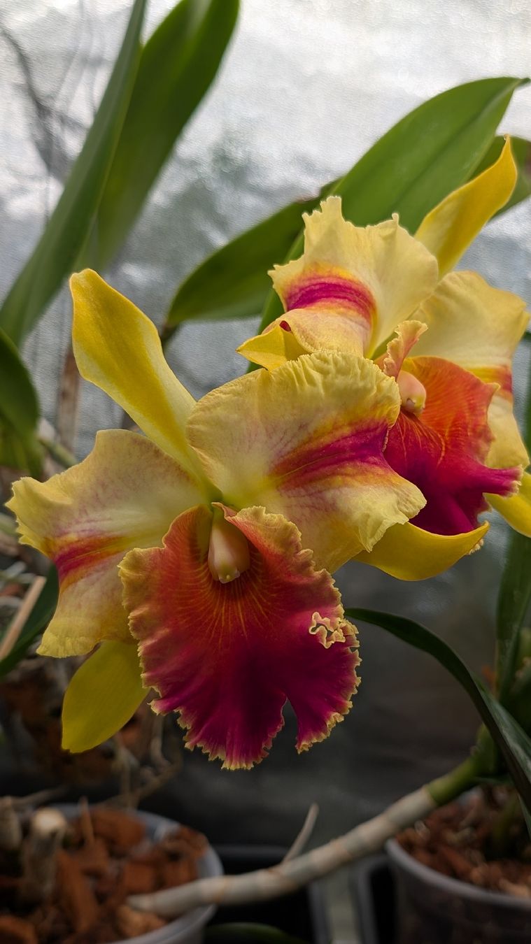 Piante & sementi: Cattleya Amazing Thailand Orchidee – Usato da Untervaz venduto da Lyraia 5