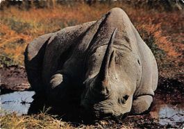 Ab 1.--    Ansichtskarte EXOTIQUE: RHINO TANZANIA