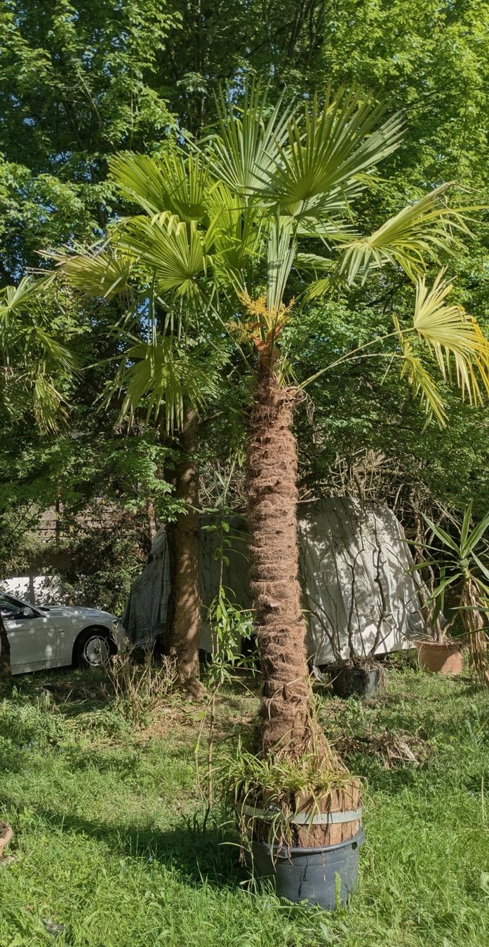 Pflanzen & Samen: Palme, ca. 25 jährig, ca. 3.50m – Gebraucht aus Illnau von Df7551