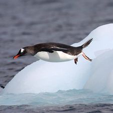 Profile image of flyingpenguin2000