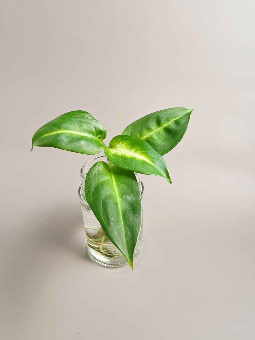 Plantes & graines: Dieffenbachia maculata "summer style" Steckling – Neuf (Voir description) à Gerolfingen par Azora
