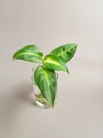 Dieffenbachia maculata "summer style" Steckling