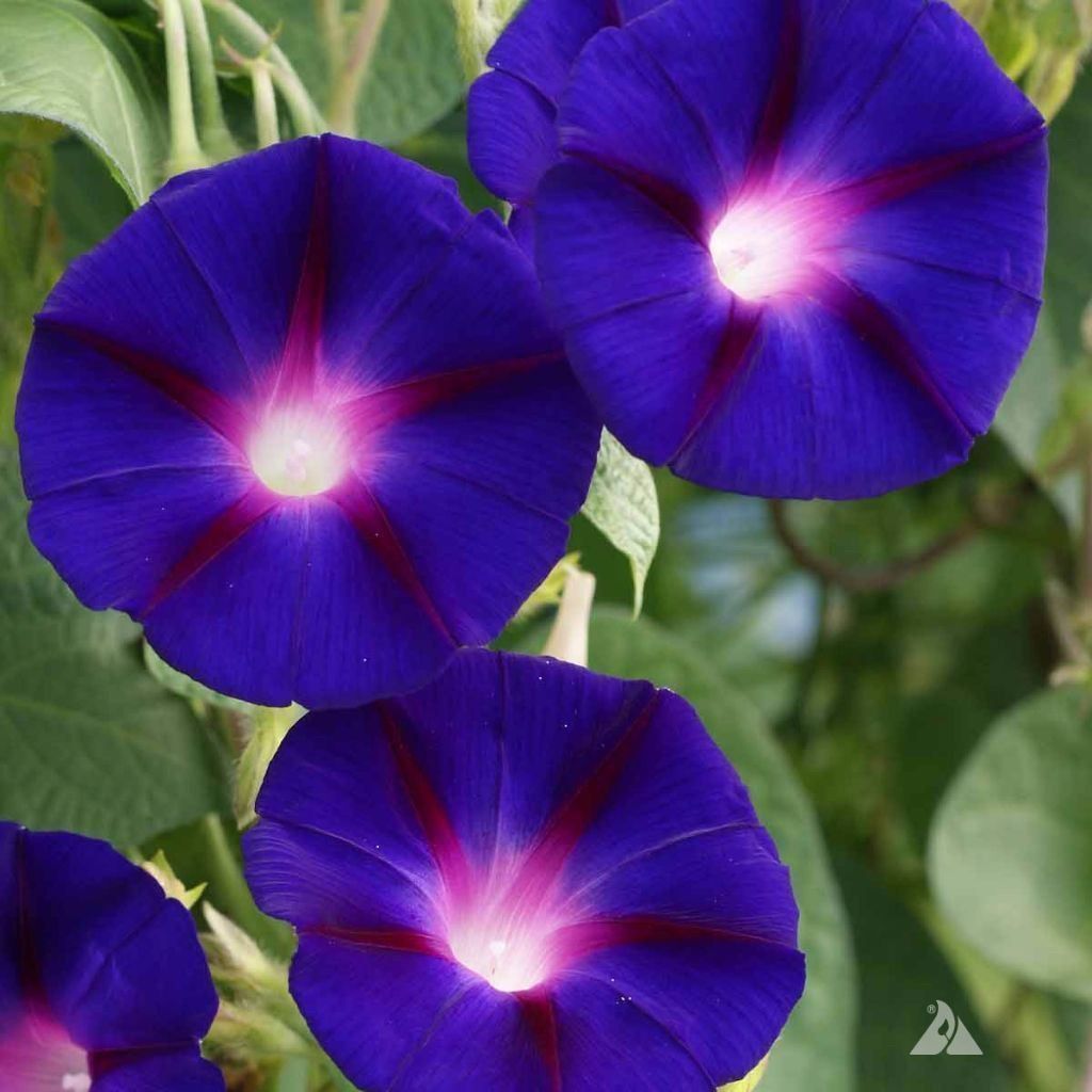 Pflanzen & Samen: 50 Samen Prunkwinde GRANDPA OTT Blume – Neu (gemäss Beschreibung) aus Ehrendingen von VerveinaSamen 3