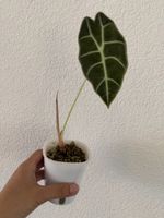 Alocasia Watsoniana im SB-Topf