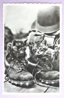 Chatons dans souliers militaires
