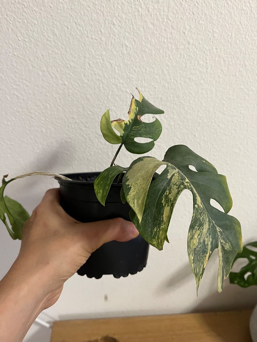 Monstera Minima Aurea - Rhaphidophora Tetrasperma (Gebraucht) in Basel fr  CHF 80  mit Lieferung auf Ricardo kaufen