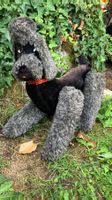 Peluche Caniche Steiff ? Plüschtier vintage