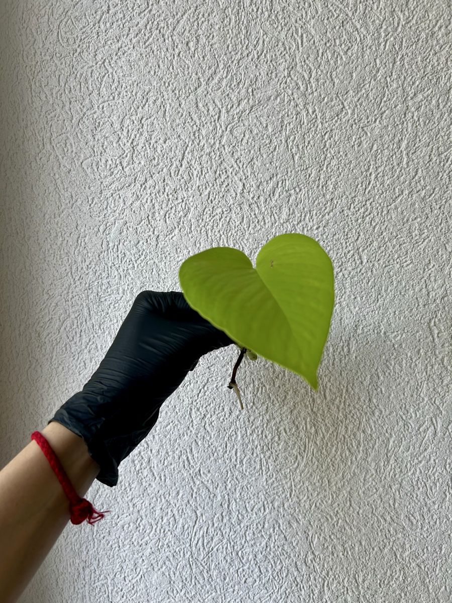Piante & sementi: Pothos Néon boutures avec racines – Usato da Develier venduto da mel_qd2m 3