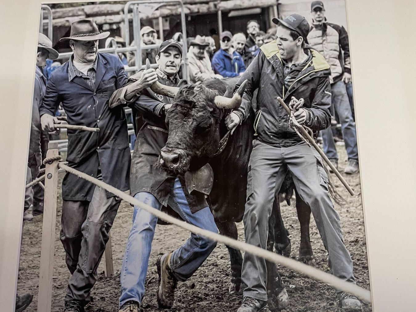 Foto & Immagini: Appenzeller Walliser Bild / Foto – Usato da Bronschhofen venduto da Jimbob2 1