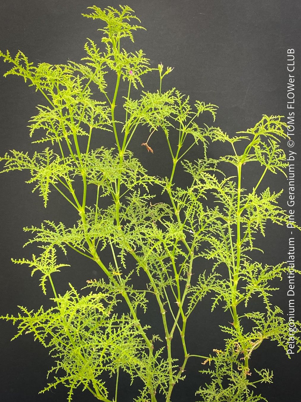 Piante & sementi: Pelargonium Denticulatum - Pine Geranium - fast 70cm gross – Nuovo (secondo la descrizione) da Adliswil venduto da TAKEYOURPLANT 4