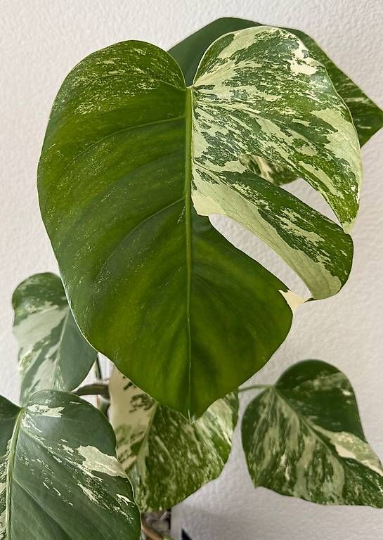 Pflanzen & Samen: Monstera Deliciosa Variegata, 70cm, 3D-Rankstab – Gebraucht aus Aadorf von Arkabraa